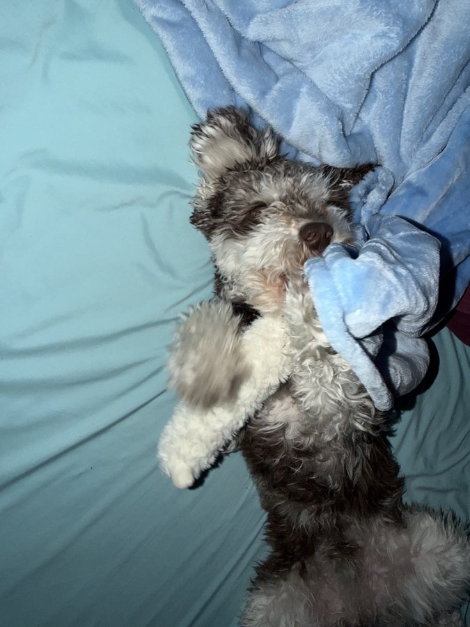 Benji wrapped in his blanket on the couch