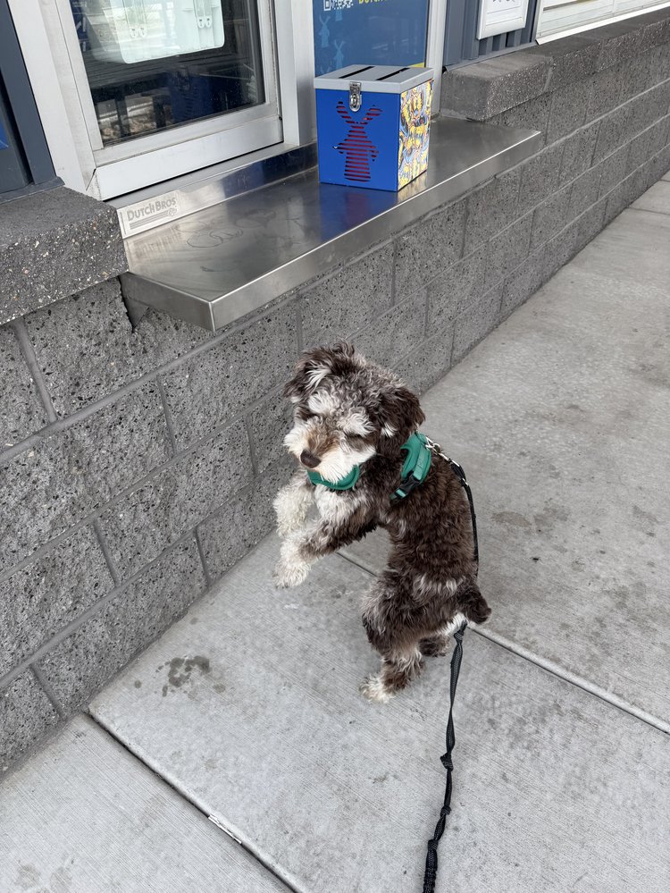 Benji at Dutch Bros for a pup cup