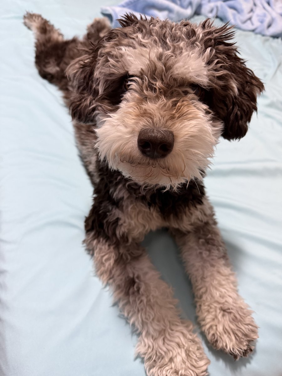 Benji the Schnoodle in a calm portrait, looking softly into the camera
