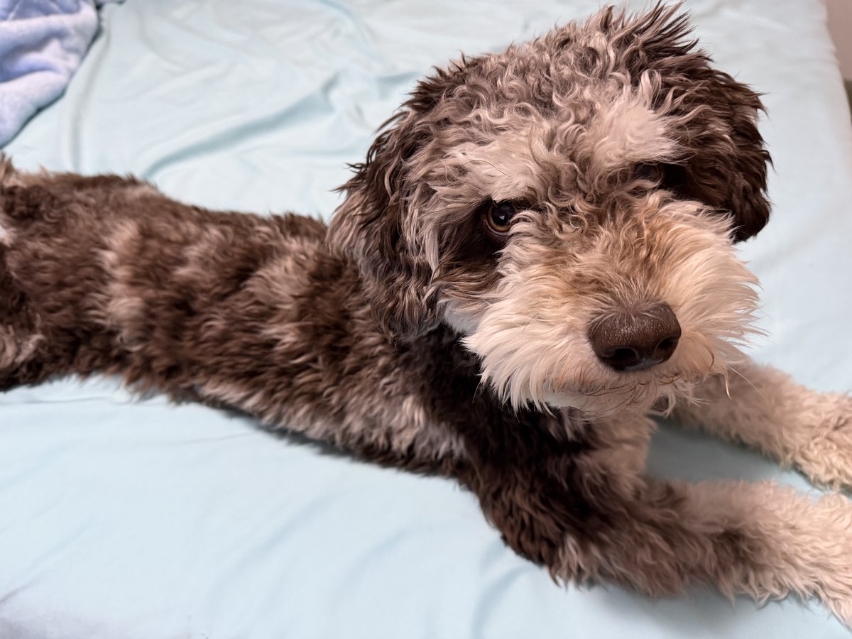 Benji laying calmly, eyes soft
