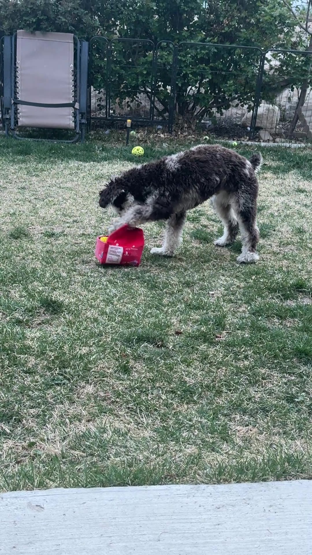 Benji concentrating on a treat puzzle toy