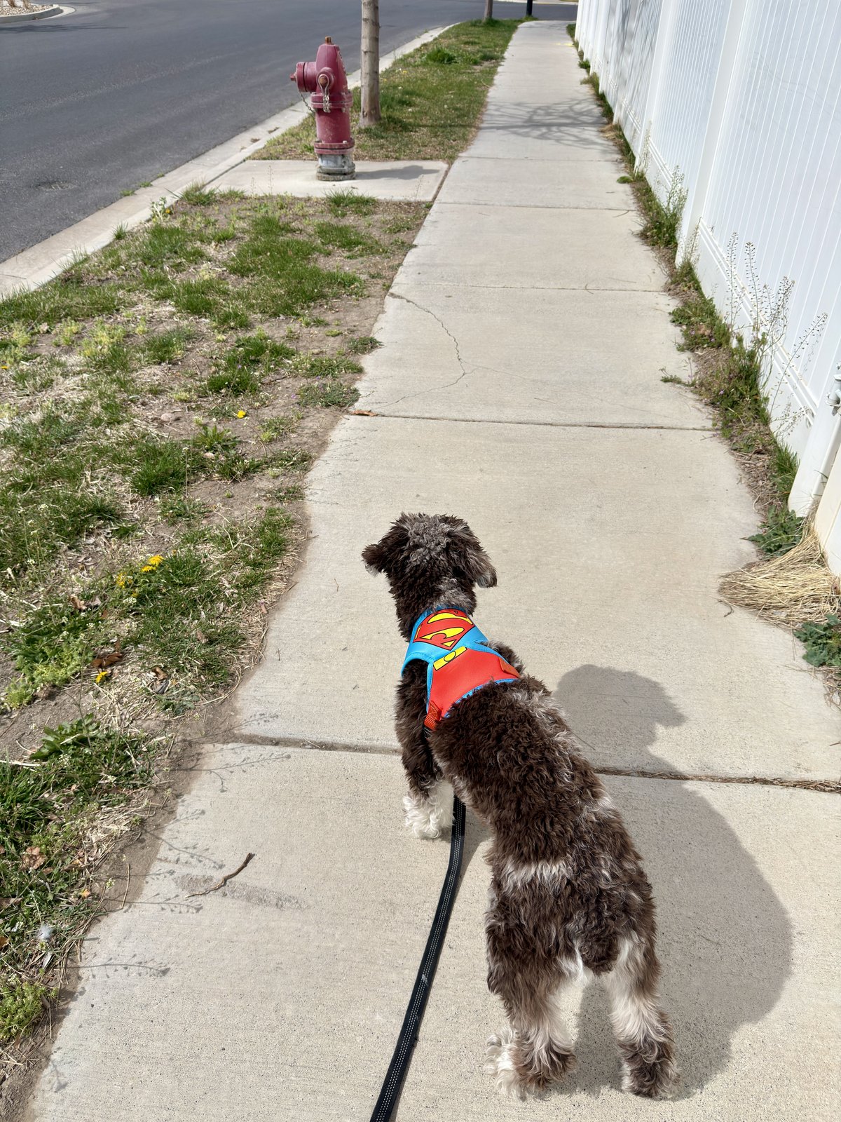 Benji the Schnoodle in a Superman cape, looking back over his shoulder on a sunlit Lehi sidewalk