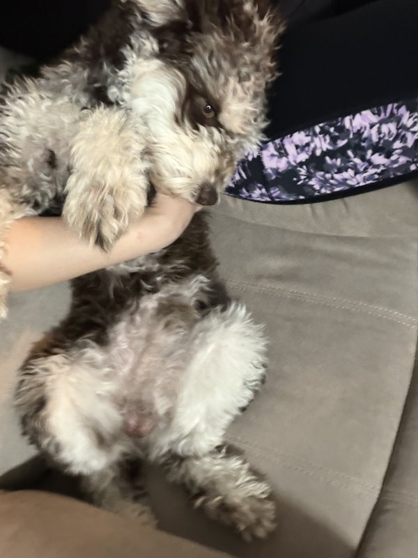 Benji curled up with his mom in a warm cuddle moment