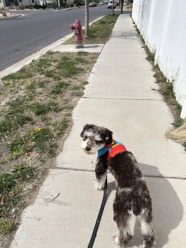 Benji walking in a Superman harness on a sunny sidewalk