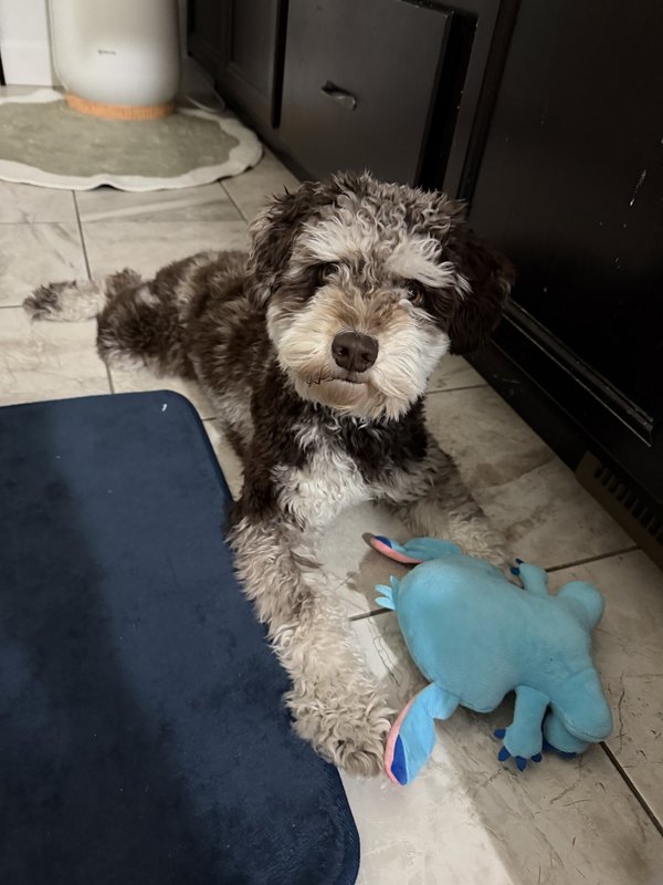 Benji posing with a Stitch plush toy